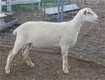 Sheep Trax Maddox 435M